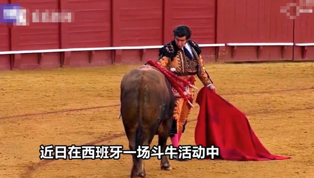 斗牛士为将死的公牛擦血泪 竟遭网友痛批 伪善 看点快报