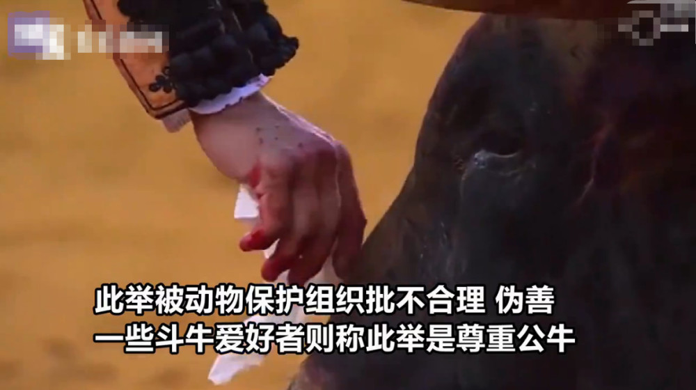 斗牛士为将死的公牛擦血泪 竟遭网友痛批 伪善 看点快报