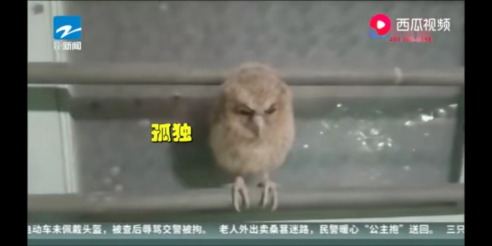 被猫头鹰萌化的警察叔叔 看点快报