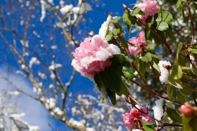 木格措的春天——杜鹃花,美如世外桃源