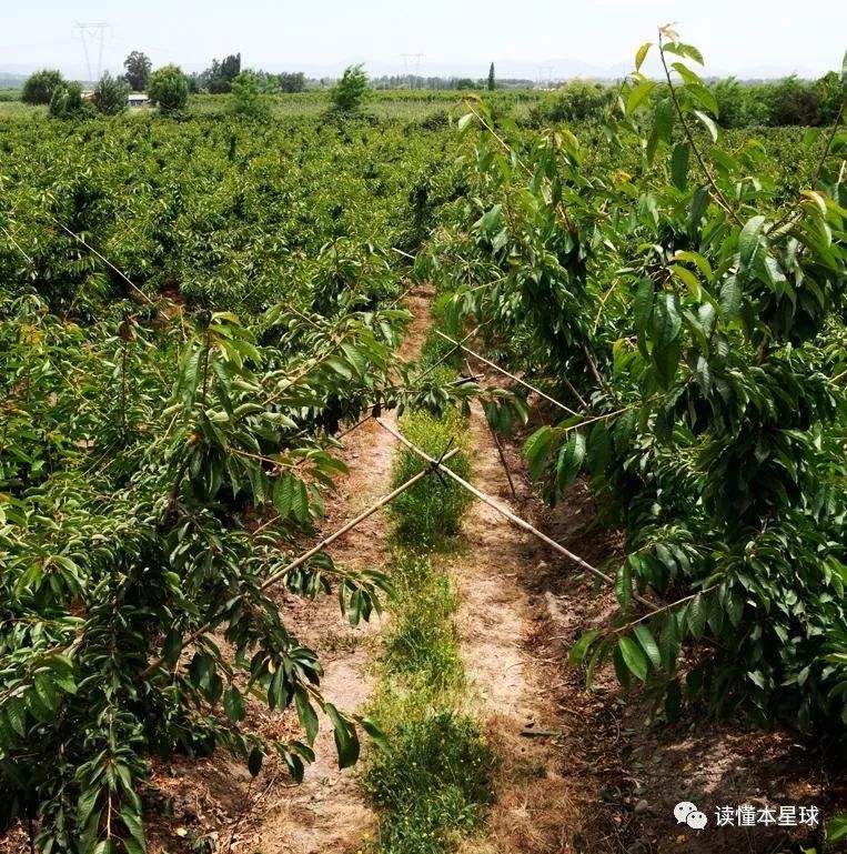 智利的车厘子种植园