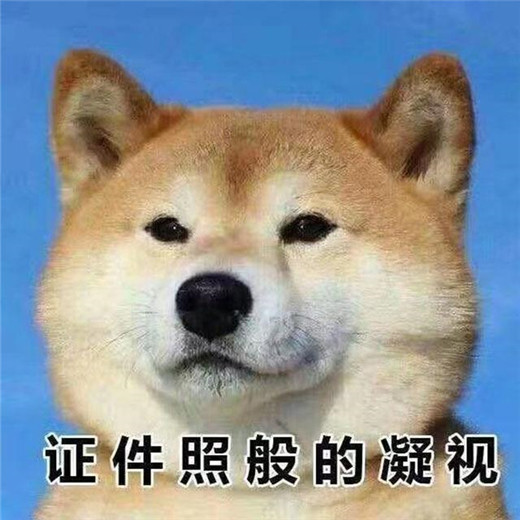 来自柴犬证件照般凝视,魂都快被勾走了"无水印"搞笑甜宠表情包