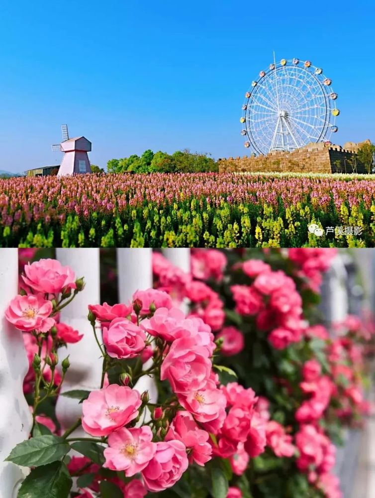 吹香满城!月季花开惊艳了五月的萍乡,美得让人窒息