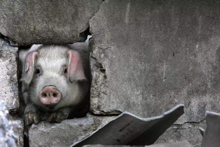 汶川地震被埋36天的"猪坚强",如今11年过去,活成了样子!