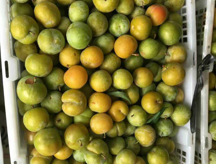 贵州这种水果正当时,甜度比蜂蜜还高,如今几十