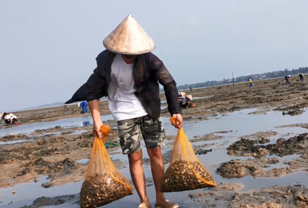 退潮后海螺非常多,几百人来赶海场面壮观,小伙1个小时挖几十斤