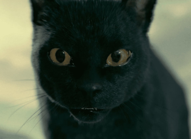 揭秘梦境中的神秘访客，梦到猫究竟意味着什么？