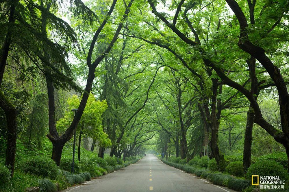 紫金山的绿荫大道