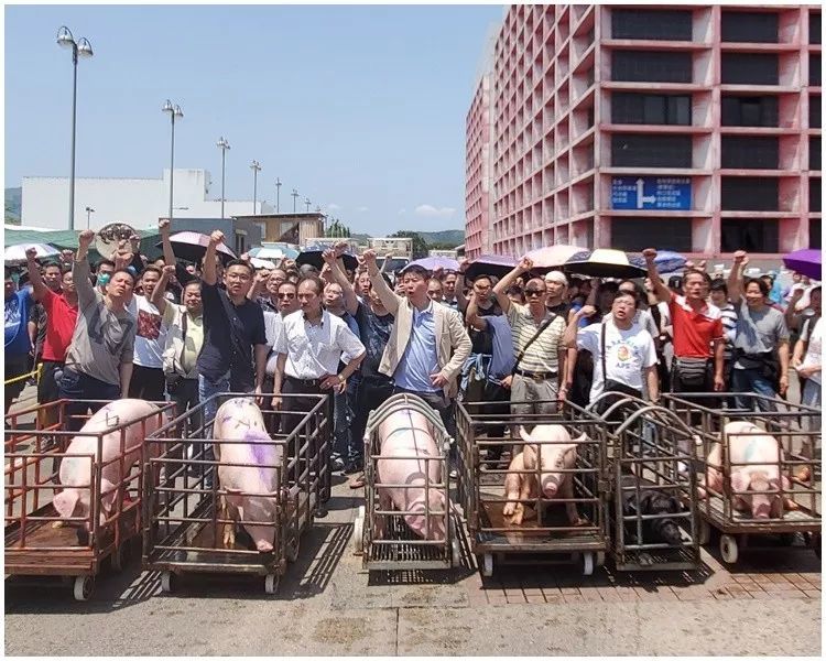 香港再现非洲猪瘟?同一地点!同一屠房!再销毁4700只活猪!