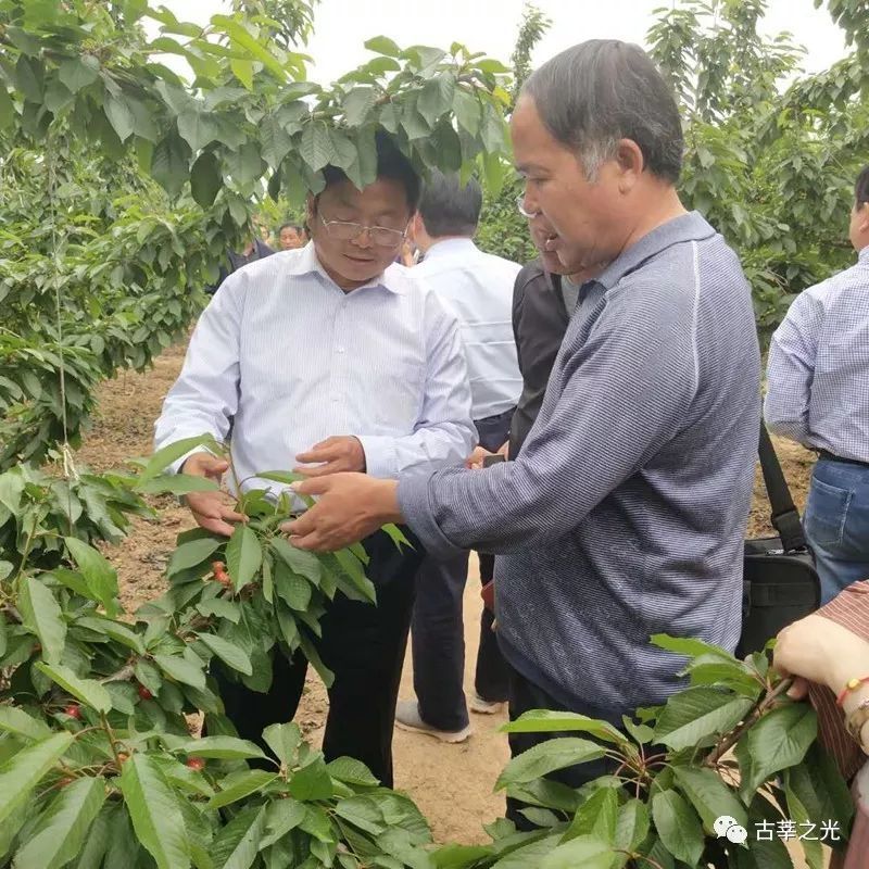 西北农林科技大学教授蔡宇良,山东省果树研究副理事长刘庆忠等8位专家