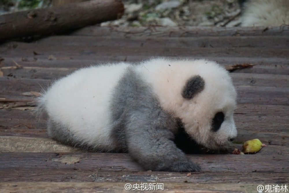 别睡了起来玩！游客砸醒熊猫宝宝被批缺德(组图)