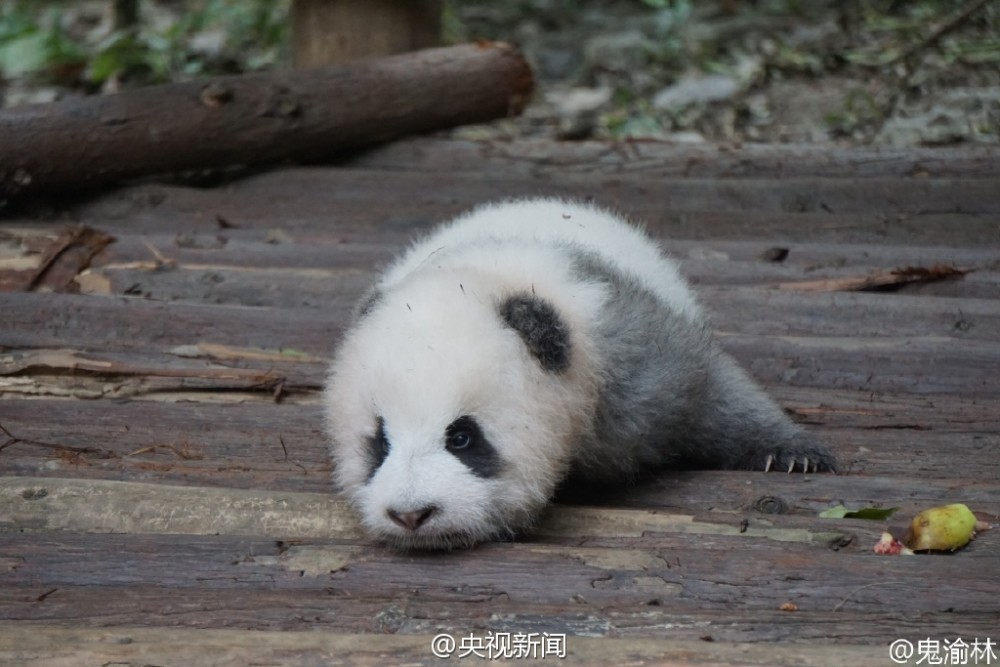 别睡了起来玩！游客砸醒熊猫宝宝被批缺德(组图)