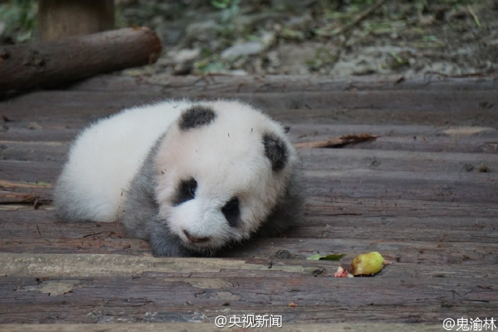 别睡了起来玩！游客砸醒熊猫宝宝被批缺德(组图)