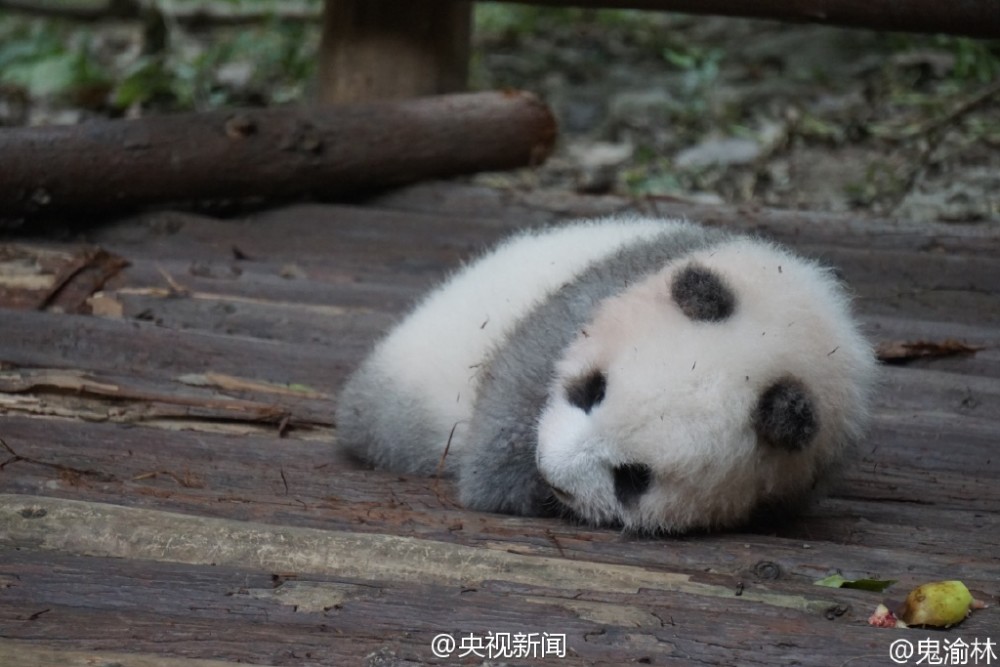 别睡了起来玩！游客砸醒熊猫宝宝被批缺德(组图)