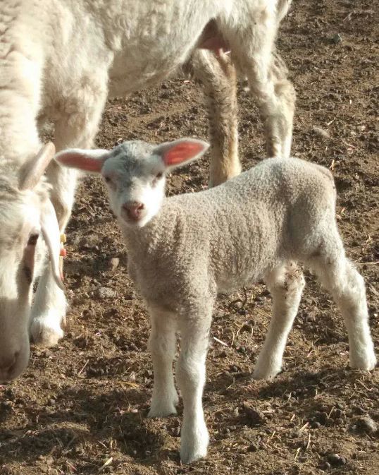 临河羊克隆工厂诞生两只克隆东弗里生奶绵羊看看长啥样