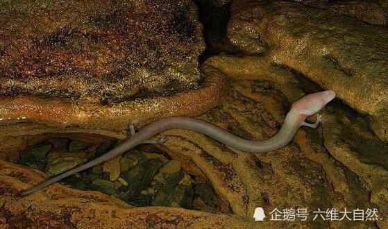 阿尔卑斯山脉有一种人鱼洞螈是独特四爪蛇形生物终生保持幼态