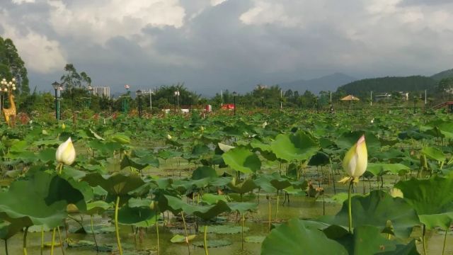 莲花县有多少人口_栩栩如生神像山 一县一品公益助农,广东陆河特色农产品青