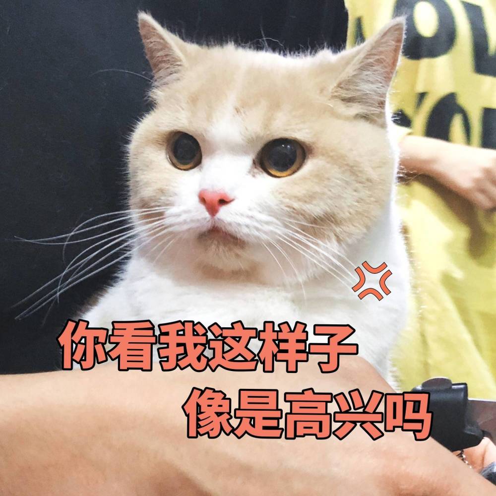 可爱猫咪搞笑表情包:你看我这样,像是高兴吗!