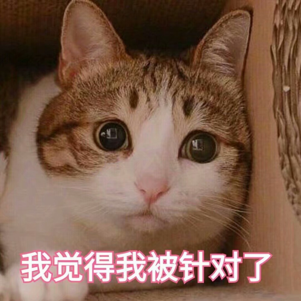 可爱猫咪搞笑表情包:我觉得我被针对了!