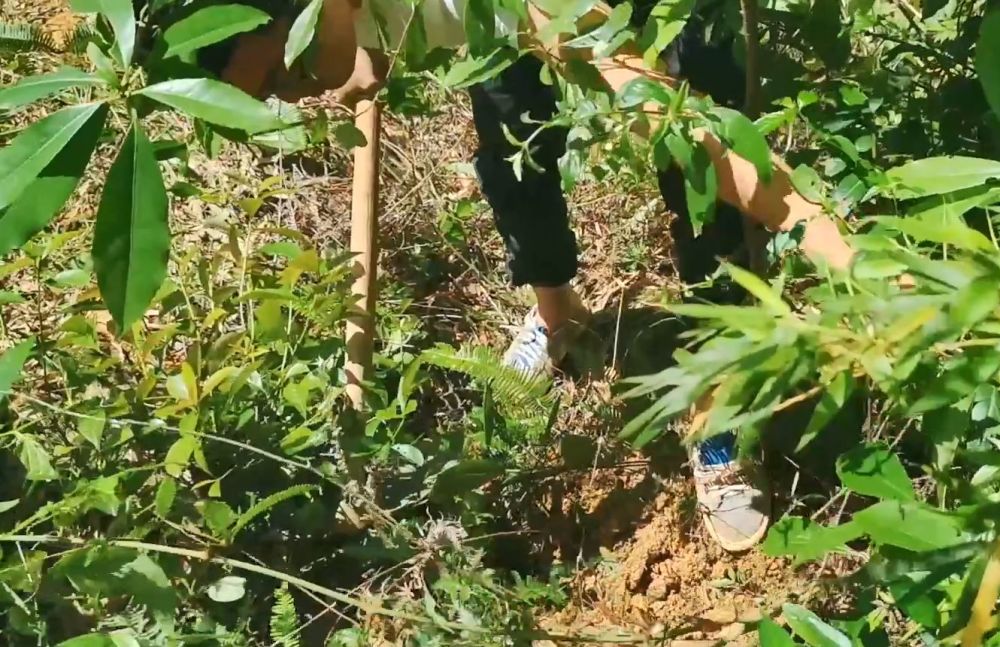 野生土茯苓才是祛湿妙药,这株藤苗粗长长势不错,你有