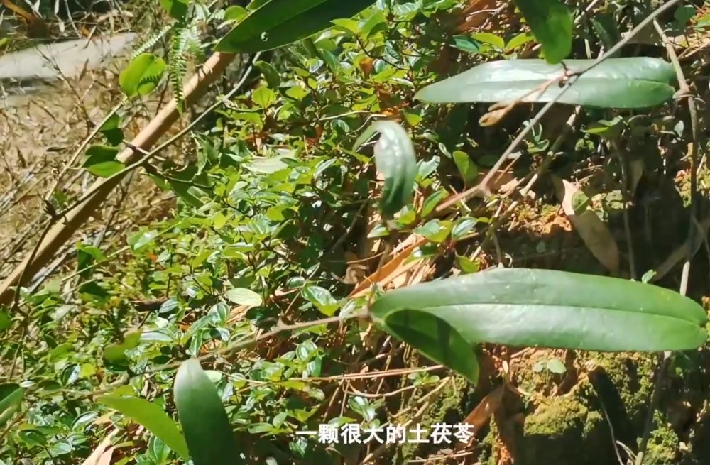 野生土茯苓才是祛湿妙药,这株藤苗粗长长势不错,你有