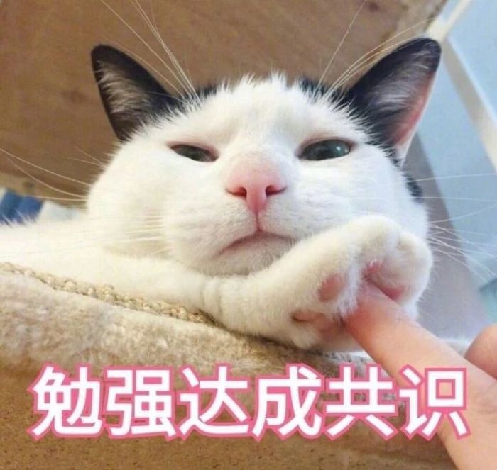 小奶猫:看着我的眼睛,斟酌你的措辞,表情包:给你脚脚