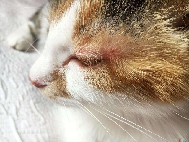 猫咪特应性皮炎的护理及健康办法