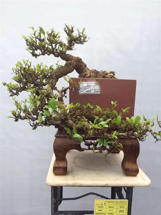 外形苍劲古朴,枝干可塑性强,两面针做成盆景,气度不凡!