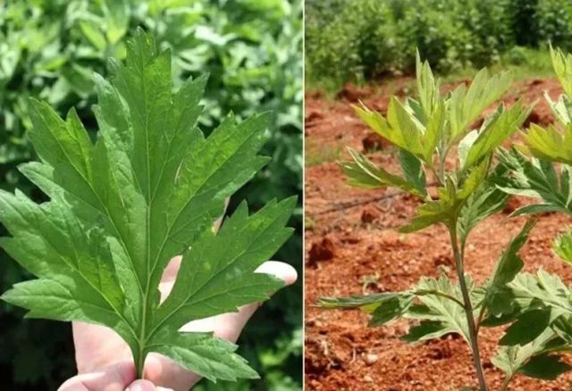 江淮两大水系的分界线,非常适合野生艾草生长