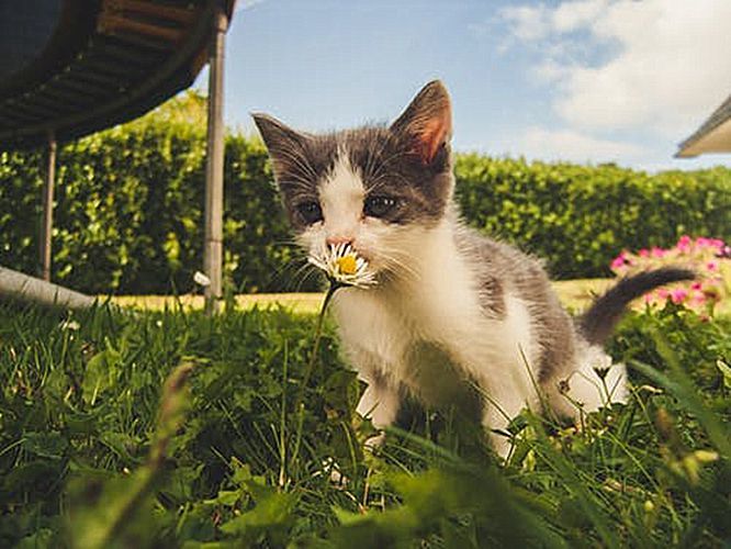 身份卑微的田园猫天生就好养活?"穷人家"的猫咪也能早当家