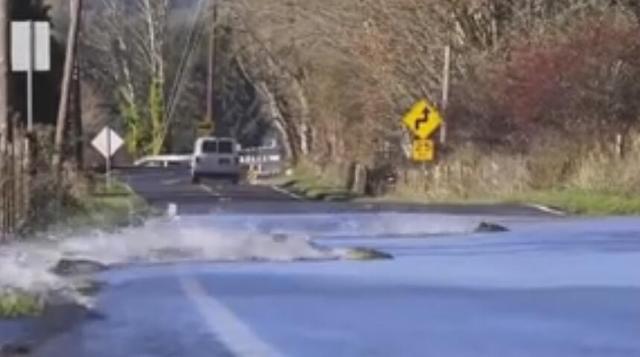 鲑鱼为产子逆流穿马路 只有10分钟能活 - AcFu