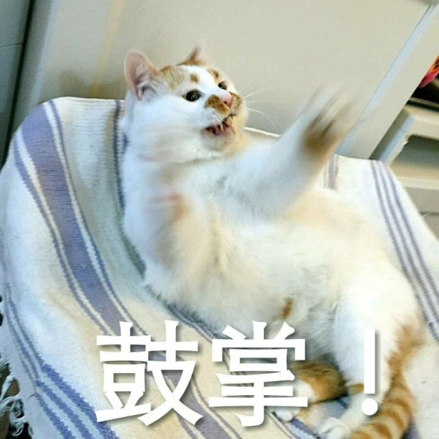 猫咪的这一系列沙雕行为, 真是让人长见识了, 不太聪明的表情包扛把子