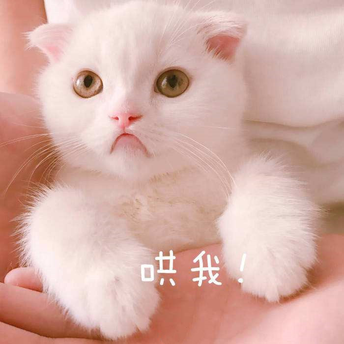 超级萌的可爱萌宠猫猫表情包:你该不会是个傻子吧