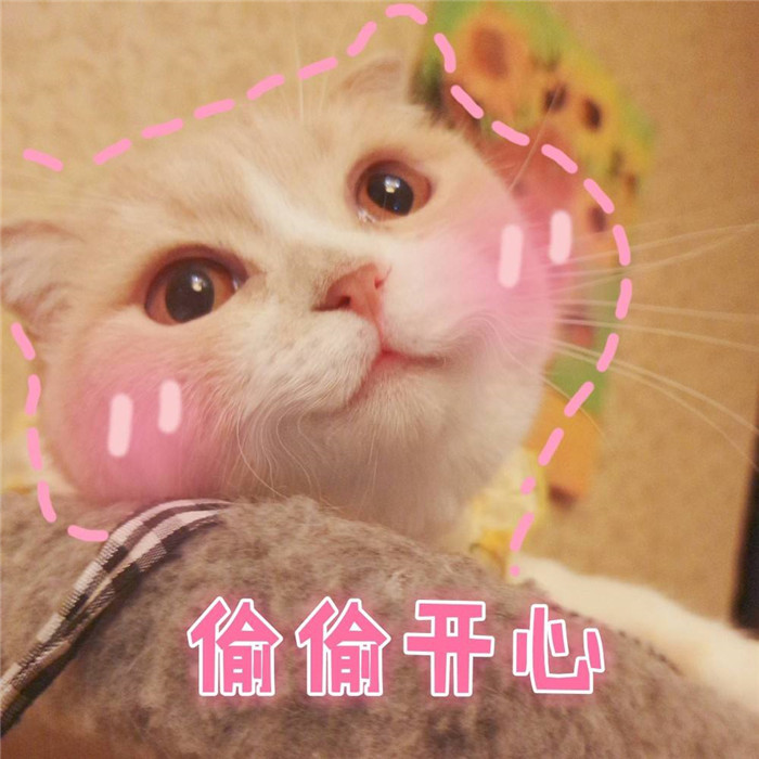 超级萌的可爱萌宠猫猫表情包:你该不会是个傻子吧