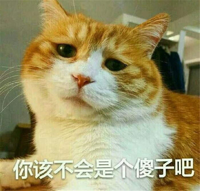 超级萌的可爱萌宠猫猫表情包:你该不会是个傻子吧
