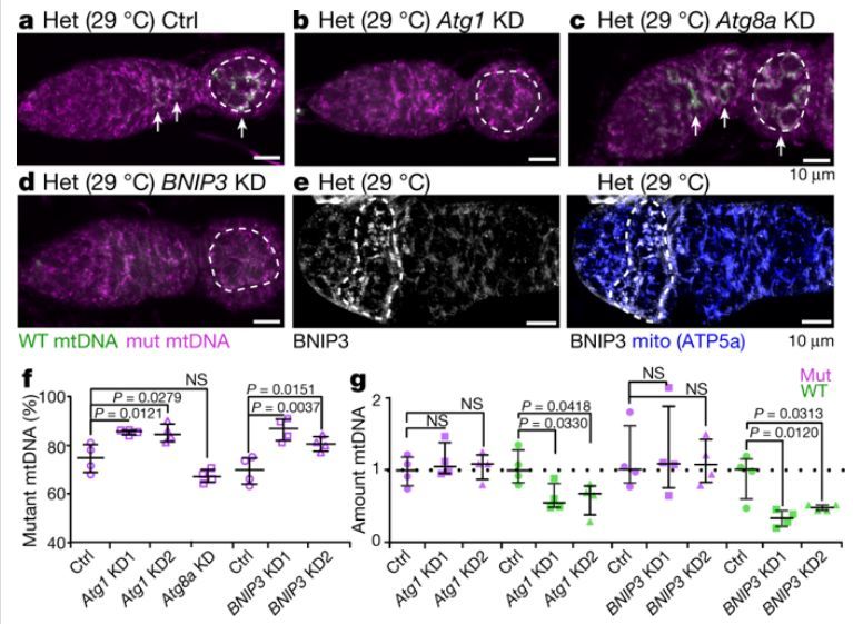 丝分裂蛋白atg1和bnip3是选择线粒体dna的必需蛋白
