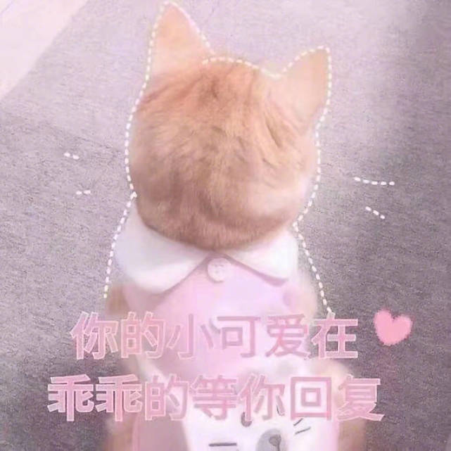 可爱猫咪表情包:你的小可爱在等你回复!