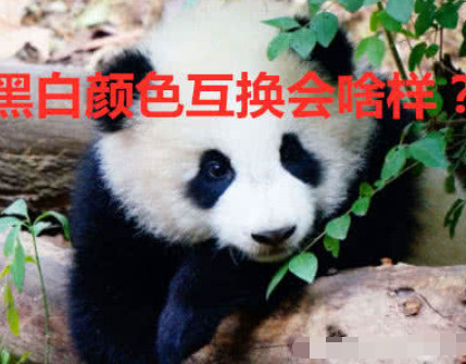 大熊猫黑白颜色互换,你还能接受吗?看了照片,熊猫