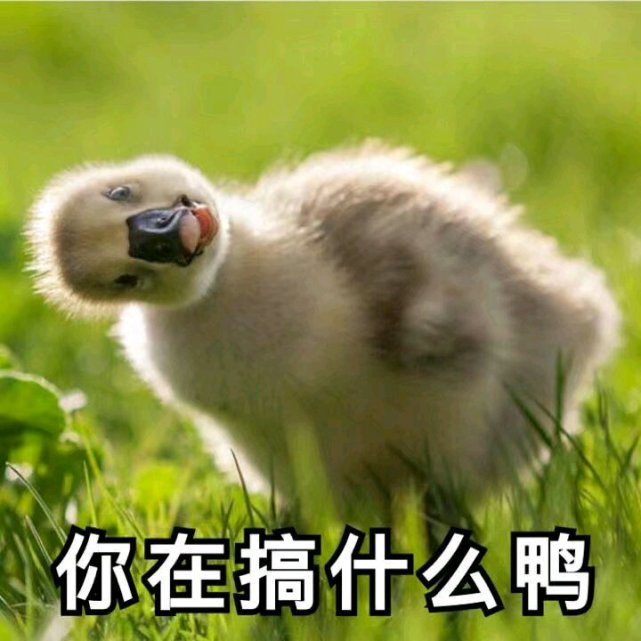 搞笑的表情包:我也不知道啊,老大哥