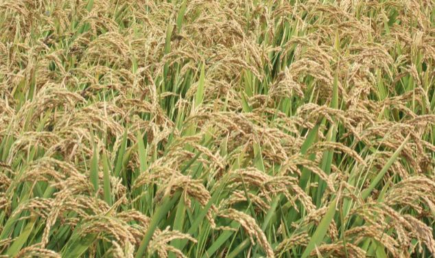 印度的饥饿以及印度的大米出口问题。