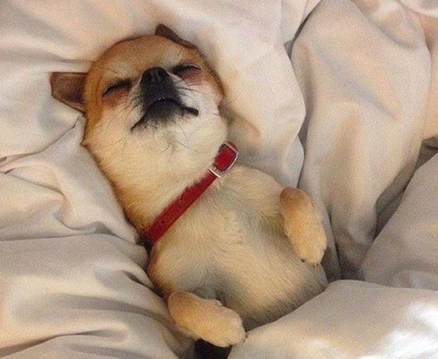 狗狗在哪儿睡觉最舒服?废话,当然是主人的大床上啦
