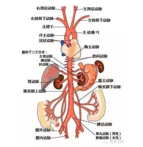 主动脉结构示意图