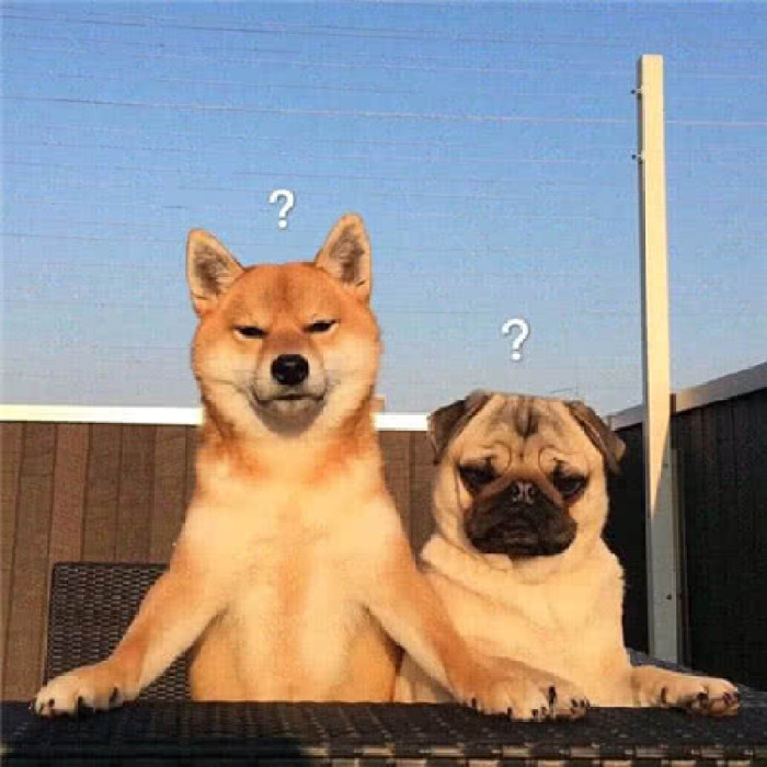 超萌"奶狗"表情包,聊天用它治愈感超强,爱了爱了