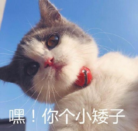 可爱萌猫表情包:嘿,你个小矮子!