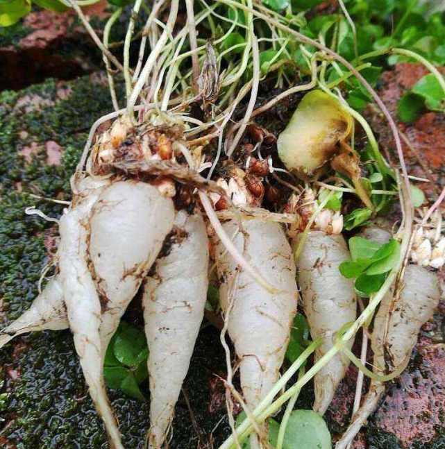 说到农村,大家可能都会联想到农村的野生植物,因为在农村很多野生植物