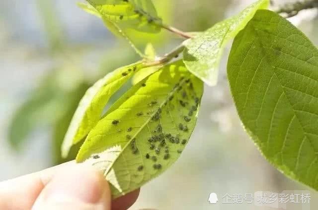 石榴树长小虫子怎么办?