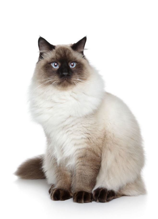 不同配色的仙女猫其实各有特色