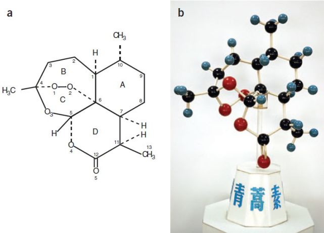 青蒿素(倍半萜内酯)的立体结构于1975年在中国科学院生物物理研究所的