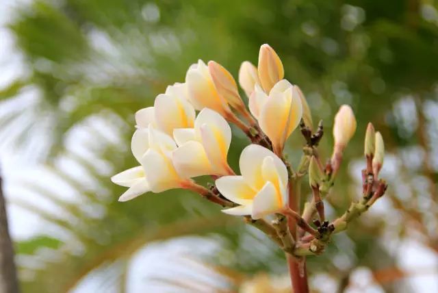 国花市花 鸡蛋花是老挝国花,也是广东省肇庆市的市花.