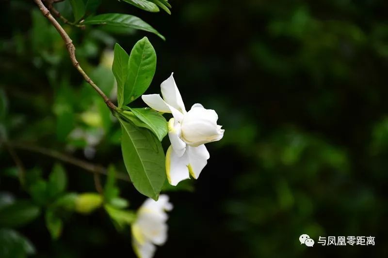 单丛黄栀香,很像这花香